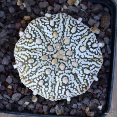 A4853 ASTROPHYTUM SUPERKABUTO pot9-H4-W6 cm MaMa Cactus