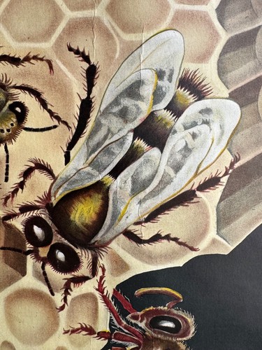 Vintage HONEY BEE school chart JUNG KOCH QUENTELL educational. anatomy zoology - Picture 16 of 17