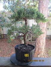 SPECIMEN BONSAI TREE JUNIPER PROCUMBENS NANA/U4