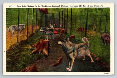 PA, between Mt Jewett, Kane, Lobo Wolves in the World, Vintage Postcard