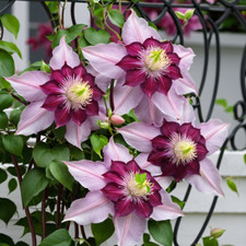 25 Double Light Pink Clematis Seeds Flower Seed Perennial Flowers Vine US SELLER