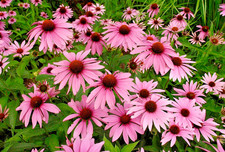 Echinacea Purpurea Magnus - Deluxe 1Lt Pot Flowering Perennial Hardy
