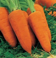 6x Organic Carrot  (Chantenay Red Cored) plug plants -