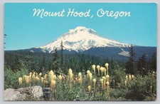 Tarjeta postal de plástico Mt Hood Oregon oso hierba flores silvestres Frank Silkey K1780