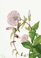 Botanical Plant Illustration - Hedge Bindweed Art Print