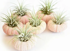 6 Pack Beautiful Air Plant w. Pink Sea Urchin Nautical Gift Beach Wedding Decor