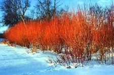 One Flame Willow Tree - Vibrant Orange and Red Colored Bark - Unique and Rare Ex