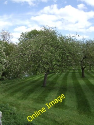 Photo 6x4 Well mown orchard Ashford Bowdler In sharp contrast to the shee c2012