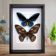 Framed blue birdwing butterfly: ornithoptera priamus urvillianus, entomology