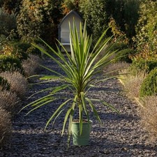 XL Cordyline australis Verde Hardy Green Torbay Palm Tree 150-160cm Garden Plant