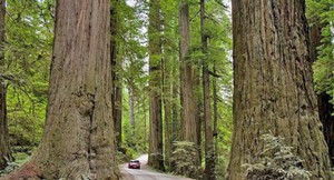 sempervirens sequoia redwood coast seeds