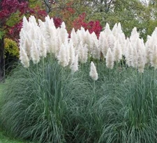Giant White Pampas Grass Seeds - 100 Seeds - Ornamental Grass for Landscaping