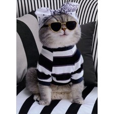 Cat Wearing Bandana Shades and Striped Sweater Funny Birthday Card for Her