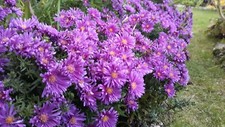 Aster - Symphyotrichum Lucky dip cultivar. hardy flowering perennial in