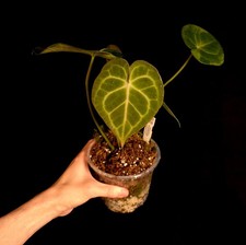 Anthurium warocqueanum x clarinervium - Rare - Aroid - Houseplant - P0304