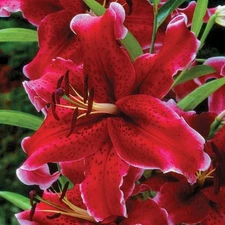 2 - ORIENTAL LILY RIO NEGRO Flower Bulbs - PERENNIAL 