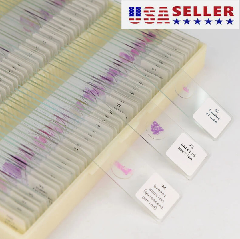 Mammal Tissue Sections Histology Prepared Specimen Microscope Slides 100PCS