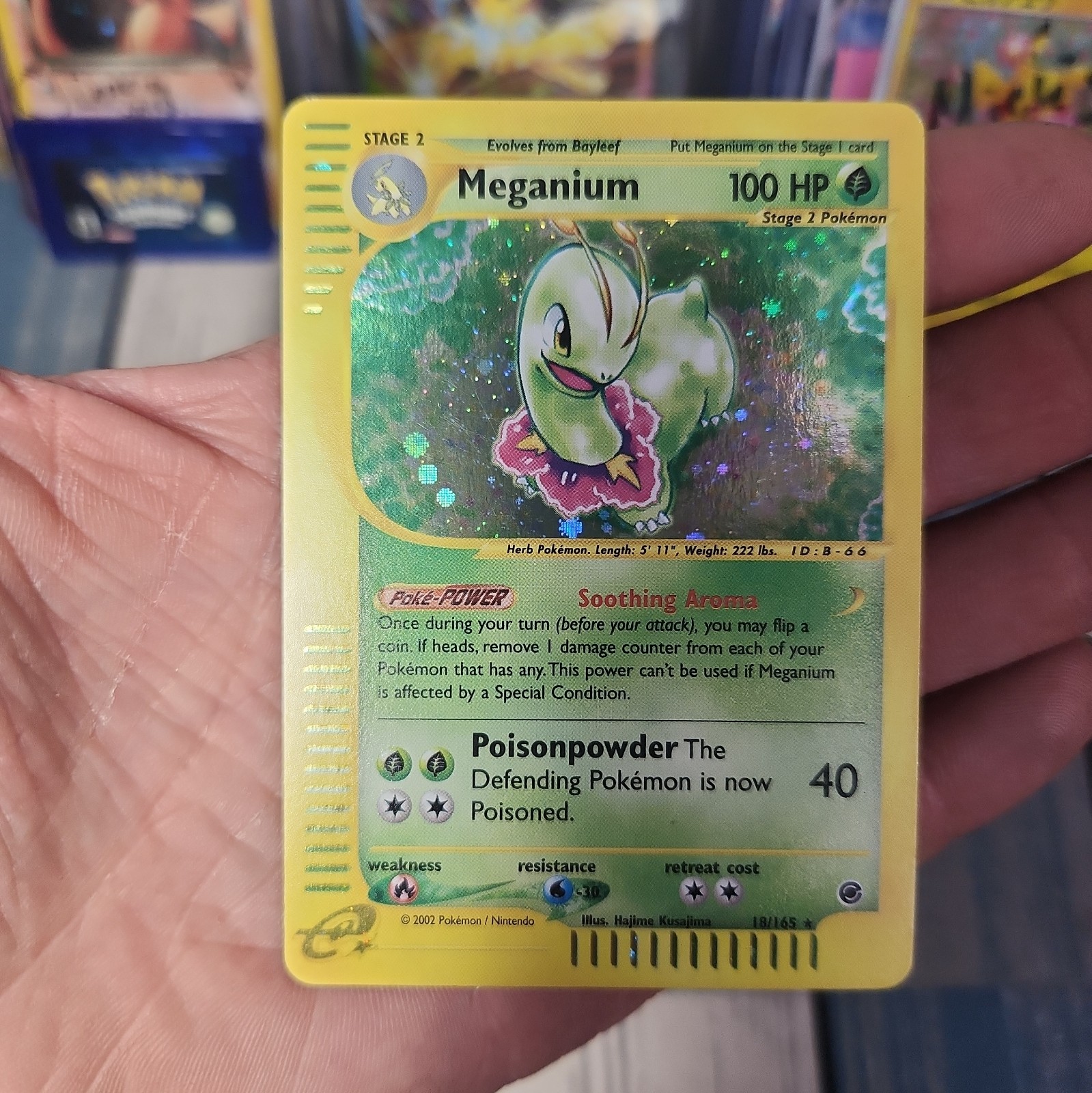 Pokemon Meganium 18/165 Expedition Holo Rare 2002 English TCG WOTC NM
