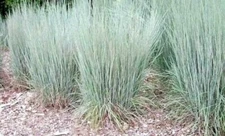 1000 Little Bluestem Seeds Native American Prairie Grass