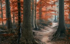 Landscape nature photography forest path fall leaves Custom Gaming Mat Desk