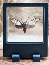 Red Devil Cicada Specimen floating Display curiosity Entomology Taxidermy gift