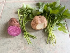 15 Japan MIX  cutting Sweet Potato slips / vine - 10 white and 5 all Purple