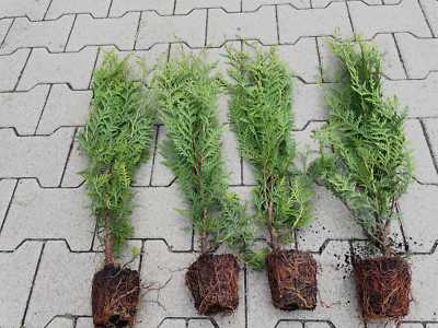 1st. Thuja Brabant 70-100cm Heckenpflanzen Lebensbaum Immergrn | eBay.de
