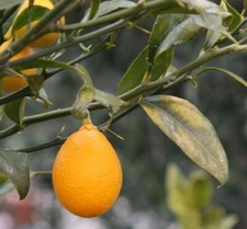 Citrus - Citrofortunella THOMASVILLE CITRANGEQUAT - COLD HARDY Tree SEEDS!