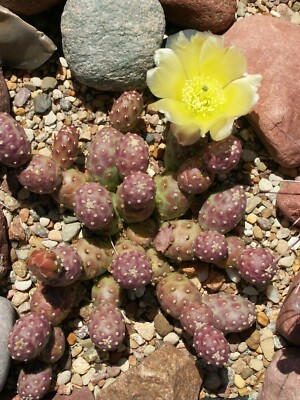 Opuntia fragilis 'Potato' - cutting - frost hardy cactus