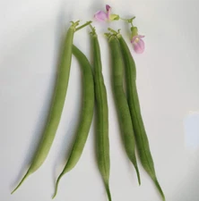 40 Provider Bush Green Bean Vegetable Seeds Containers & School Garden Snap Bean