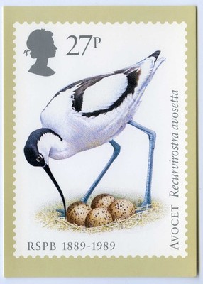 Briefmarken Kunst Postkarte 1989 100 Jahre RSPB Avocet Nest & Eier unbespielt