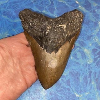 MEGALODON SHARK TOOTH 5.47” HUGE TEETH MEG SCUBA DIVER DIRECT FOSSIL NC 2059