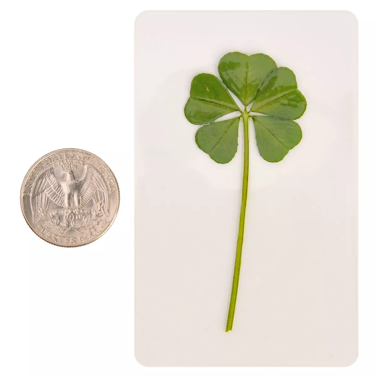 Real 4 Leaf and 5 Leaf Clover, Laminated Pressed Four Leaf Clover