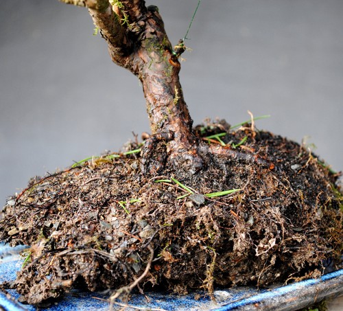 Bonsai Exterior Winterhart Pino, Pinus, H33 B46 D3 cm - Imagen 10 de 10