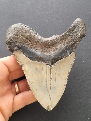 Frammento dentale largo 12,5 cm del megalodonte - squalo dente fossile - Foto 2 di 6