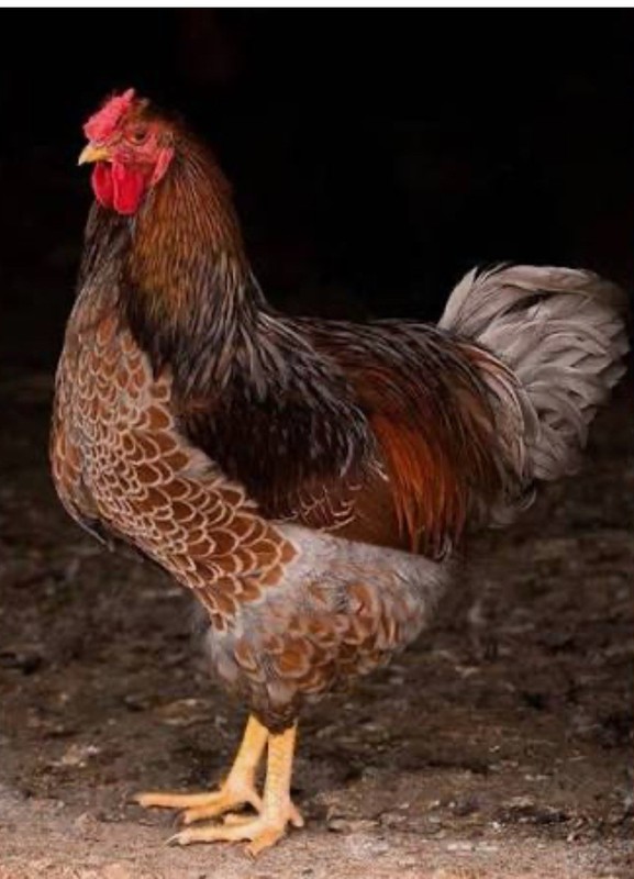 6 Farm Fresh Hatching Eggs Fancy BLUE LACED RED WYANDOTTE Brahpi Orpington ❤️eb