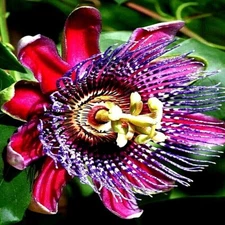 50 GIANT GRANADILLA SEEDS (Passiflora quadrangularis) Passionfruit Flower Plant