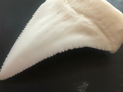 グレートホワイトシャーク 子株 グレートホワイトシャーク 子株 Yahoo