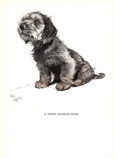 Antique Dandie Dinmont Terrier Print 1930s Cecil Aldin Art Illustration 5476d