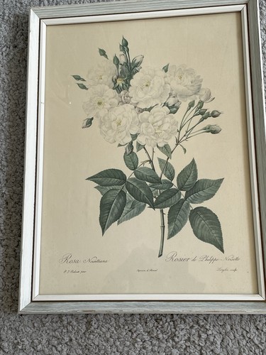 VINTAGE OLD ORIGINAL FRAMED AND GLAZED PRINT ROSES FLOWERS PIERRE JOSEPH REDOUTE - Picture 2 of 4