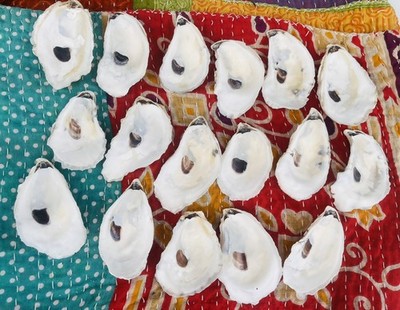 25 Large 3 -4  Cleaned Oyster Shells For Crafts And Decor