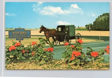 c1950 Amish Country Horse & Buggy Wagon, Intercourse PA Dutch Postcard Geraniums