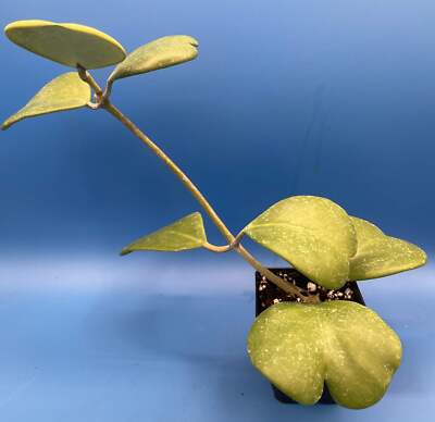 Hoya Kerrii Fully Rooted Grown In 3.5'' pot - Heart Hoya