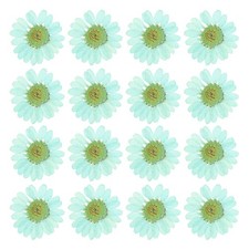48Pcs Dried Pressed Flower Natural Dried Daisy Flower Mint Blue