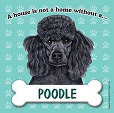 Poodle Magnet - House Is Not A Home Blk