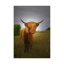 Photo Farm Livestock Animal Highland Cow Calf Scotland Framed Wall Art Print