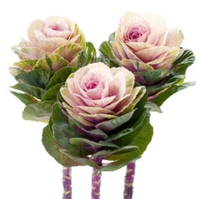 50 Flowering Kale Seeds Flowering Kale Empire Luba F1 Hybrid 