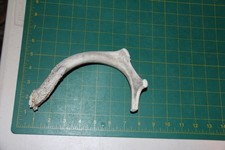 Medium Straight Deer Antler Dog Chew 12 / bone chews deer elk treats deer 813