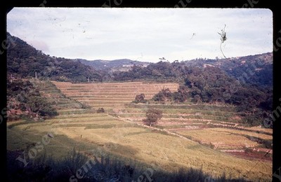 SL20  Slide 1960 s  Taiwan Taipei Terrace Fields farming 214a