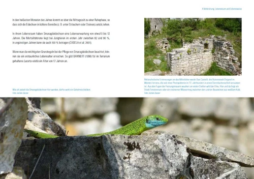 Martin Dieckmann Smaragdeidechsen Lacerta bilineata und Lacerta viridis - Bild 5 von 9